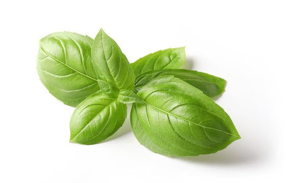 Basil Italian Green