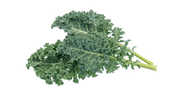 Kale - Curly
