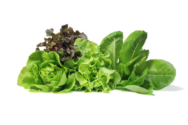 Lettuce Mix