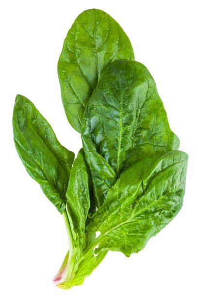 Normal Spinach