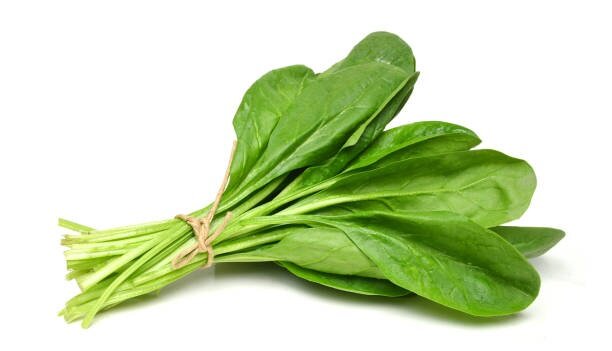 Normal Spinach